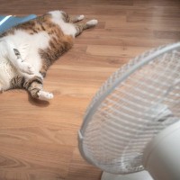 猫が『暑いと思っている』4つのサイン　特に危険度の高い状態とは