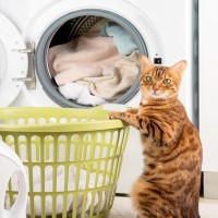 梅雨時期に増える『室内干し』実は猫には迷惑？猫のいる部屋に洗濯物を干す際の注意点5選