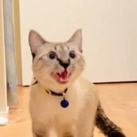 洗い物中、猫を部屋から出したら…見た目からは想像もできない『鳴き声』で文句を言う姿が1408万表示「ヴェーンｗ」「ギャップが可愛い！」