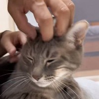 なでる手が『ママ』から『パパ』に入れ替わったら、猫は…まさかの反応に爆笑の声続出「顔つき変わるの面白いｗ」「可愛いｗｗ」と47万再生