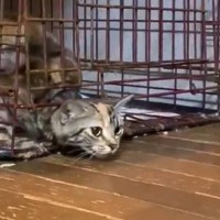 『狭いケージの隙間から出ようとする猫』を撮っていると…想像を超える『驚きの瞬間』が21万いいね「本当にすごい」「まさに溶けてる」の声