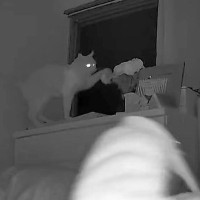 ４時台に起きる猫をモニタリング→飼い主を起こそうとして…『寝不足不可避な嫌がらせの数々』が48万再生「あらゆる手を使ってｗ」「賢い」