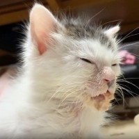 『離乳食を食べるのが下手だった子猫』が５年後…立派に成長した『現在の様子』が感動すると反響「大きくなったねー！」「頑張ったんだね」