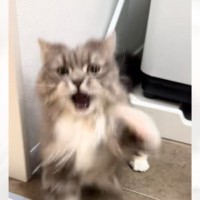 「可愛すぎて笑えるｗｗｗ」猫のことをドライヤーしていたら、突然…『予想外の行動』に爆笑する人が続出「初めて見たｗ」「一生懸命で可愛い」