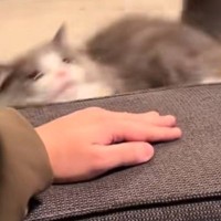 飼い主さんがいるソファーの上に『登ろうとした猫』→失敗して何度か挑戦した結果…まさかの光景が9万5000再生「可愛すぎるｗ」と反響
