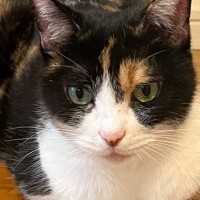 三毛猫をAIで擬人化してみたら…「え、素敵」「確かに日本っぽいよね」センス良すぎる『まさかの結果』に絶賛の声！44万表示の反響