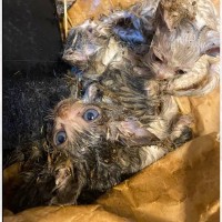 『ネズミ捕りにくっついていた子猫たち』を保護して2年…成長した4匹の現在の様子に涙がでると126万表示「愛され具合がよくわかる」「立派」