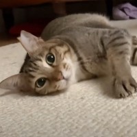 飼い主が起きるのをずっと待っていた猫→目を覚ました瞬間…『おはよう』の方法が可愛すぎると悶絶「主が羨ましい」「たまらなく可愛い！」