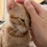 生まれて初めて一晩お留守番した子猫→飼い主が帰ってきた瞬間…嬉しさ大爆発な『再会の瞬間』が5万再生「凄いゴロゴロ音ｗ」「愛おしすぎる」