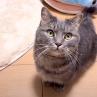 猫の前で突然『犬の鳴きマネ』をしてみたら…戸惑い全開の『まさかのリアクション』が45万再生「飼い主が心配されてるｗ」「可愛い」と爆笑