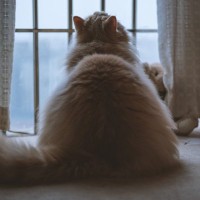 『留守番中の猫』が感じているであろう、5つのホンネ　意外と気にしていないことも？