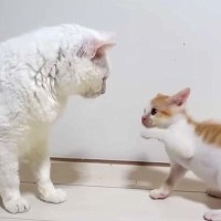 ヨチヨチ歩きの保護子猫が“体重10倍”の親方に勝負を挑んだら…思わず癒される"やり取りの様子"に反響「ほっこりした」「がんばれーｗ」