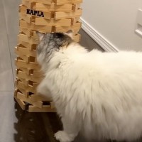 積み木に『おやつ』が隠されていたら、猫は……とんでもない方法で攻略する姿に爆笑する人が続出「運動神経が良すぎｗ」「破壊王ｗ」の声