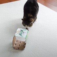 くつろいでいた猫→空のビール箱を発見すると…思わず笑っちゃう"可愛すぎる展開"に「強奪してて笑ったｗ」「箱への執念がすごい」の声