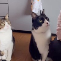 ばあばにご飯のお代わりを"おねだりしにきた兄弟猫"…見事なコンビネーションが凄すぎると43万再生「頭良い」「めっちゃ可愛い」