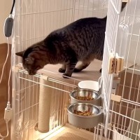 17匹の元保護猫と暮らす飼い主が猫の新居を“手作り”→親子猫には専用の部屋があって…まさかの『愛にあふれた理由』に「尊敬でしかない」