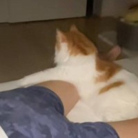 『猫飼ってる人には分かる』幸せから絶望に変わる瞬間をSNSにあげたら…「マジで共感」「めっちゃわかるｗ」と277万再生の大反響