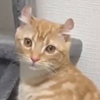 『トイレをするときの姿勢が独特すぎる猫』を撮っていたら…爆笑不可避の"展開"が90万再生「類を見ないｗ」「チャックついてるでしょｗ」