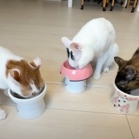 ご飯を食べるのが遅い後輩猫に、先輩猫がとった行動とは……予想外の『事件』に爆笑の声続出「食いしん坊すぎるｗ」「食の権化ｗ」