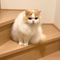 配達員さんが到着→『人見知りの猫』がキョドりはじめ…まさかの『別の生き物のような行動』に「モフモフすぎてｗ」「顔つきがいつもと違う」