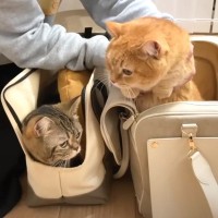 『引っ越し歴5回の兄猫と2回目の弟猫』反応の違いを見てみると…想像以上の差がすごいと６万再生「先輩はさすがだね」「探検する姿が可愛い」