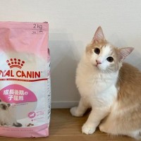 いつものキャットフードより『５倍も大きい袋』が出てきたら、子猫が…まさかの表情に16万いいね「わああって言ってる絶対ｗ」「ぽっかーんｗ」