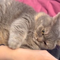 腕に抱きついて"むぎゅむぎゅ"するのが好きな猫→飼い主さんが離れると…まさかの仕草に「つられて変な声出た」「羨ましすぎる」と10万表示