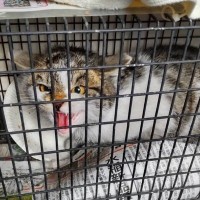 『シャー！』と一生懸命に威嚇していた保護猫が１か月後…予想を超える『ビフォーアフター』が1万いいね「顔つきが全く違う」「激変だねｗ」