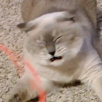 猫じゃらしを捕まえられない猫→原因を探るべく『スロー撮影』したら…判明した"まさかの事実"が910万表示「陸のサメ」「ツボったｗ」