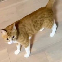 かくれんぼをして遊ぶ猫を撮影していたら…「す、すごい」「初めて見た！！」あまりにも『貴重な瞬間』を捉えた様子が280万表示