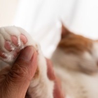 猫の『足先が冷たい』かも？と思ったら…疑うべき4つの原因　危険な病気が潜んでいることも