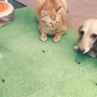犬に囲まれて育った猫→『フセもマテもできるようになった』けど…まさかの切ない光景が300万再生「競争社会を生きるネコ」「可愛すぎｗ」