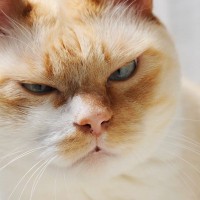 今すぐやめるべき『猫を不健康にする』飼い主の行動5選　その1杯、その1本…猫を蝕んでいるかも