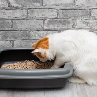 愛猫の『ウンチ』は健康のバロメーター！いいウンチ・悪いウンチ、それぞれの特徴