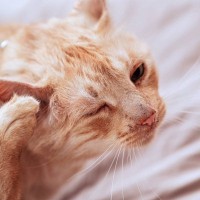 猫の耳に『ダニ』が寄生したときの症状4選　感染ルートや予防法も解説