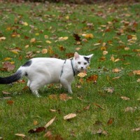 猫に『お散歩』は不要…やめておいたほうがいい3つの理由