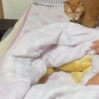 「ネコホイホイｗｗ」飼い主さんがベッドを整えると…まさかの光景が可愛すぎると347万表示「ご苦労って感じにｗ」「幸せな時間だね」