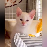 『白猫を引き取った』と思ったら、４年後…全然違う見た目になった『現在の姿』が406万再生「バーナーで炙った？」「丁度良い焼き加減ｗ」