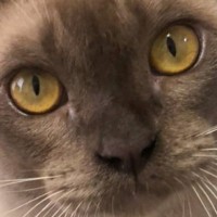 猫が家にやってきた当初と現在を比較したら…まるで芸術品『美しすぎるビフォーアフター』が反響「いい色」「アラブみを感じる高級感」