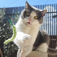 ４匹の猫たちを中庭で散歩させてみると…『のんびりと幸せな時間』に超癒されると反響続々「本当ほっこりした」「保育園みたいで癒された」