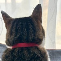 窓の外を眺める猫を撮影していたら、やきもちを焼いた同居猫が…可愛すぎる『まさかの行動』が133万表示「心臓止まったｗ」「圧がすごい」