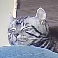 『1454万表示』ペットカメラを見てみたら、猫が……とんでもなく尊い光景に「どこにでも行けそう」「仏さまみたいな顔」と話題に