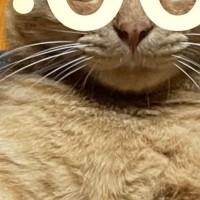 スマホの壁紙を愛猫に設定→『20:00』になると……思わず真似したくなる『可愛すぎる光景』に20万いいね「声出たｗ」「絶対やろう」