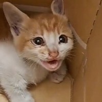 夫婦でドライブ中に『子猫の助けを求めるような声』→引き返して探した結果が……「まるでドラマ」「本当に運命の出会いだね」と感動の声続出