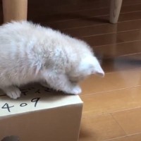 『箱の上で遊んでいる子猫』を見ていたら…起きてしまった"思わぬ悲劇"に「思わず笑った」「期待に応えてくれるね」と18万再生