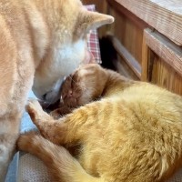 お昼寝中、同居犬の強引なペロペロで起こされた猫…まさかの『優しすぎる神対応』に「控えめな抵抗が可愛い」「お互い大切なのが伝わる」