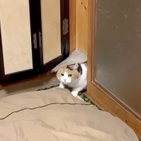 “猫用ドア”から出てきた三毛猫→パパの膝に乗るかと思ったら…圧倒的に『小悪魔すぎる姿』が92万再生「ぽてぽてが歩いとる」「推し猫です」