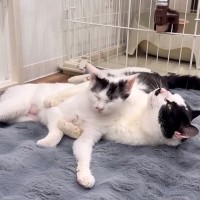 もうすぐ新しいお家に行く元保護猫→察した仲良しの猫が…想像以上に『別れを惜しむ姿』に「微笑ましくてホッコリ」「寂しいけど良かった」