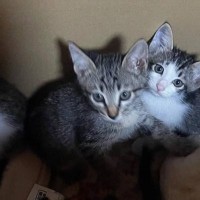 台風の日に寄ったコンビニで『今にも消えそうな猫の声』→確認したらゴミ袋の中に……「温かい涙が止まらない」「素敵な話」感動エピソードが反響