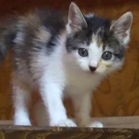 『側溝にひとりぼっちで落ちていた子猫』→連れて帰った結果…思っていたのと違う『まさかの姿』が45万再生「もう可愛すぎ」「ちょろいｗ」